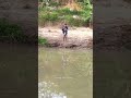 🔴Casting ikan Hampala strike babon  #shorts