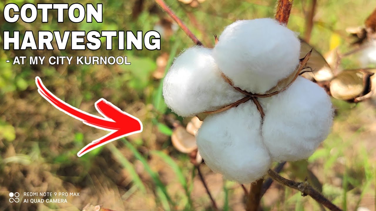 My City Kurnool Cotton Harvest | Picking Cottons | Cotton Farms In My City Kurnool