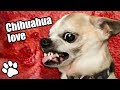 36 Angry Chihuahuas | Try Not To Laugh | That Pet Life の動画、YouTube動画。