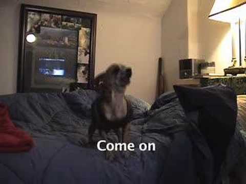 Talking Chihuahua - Curses like a sailer!!!