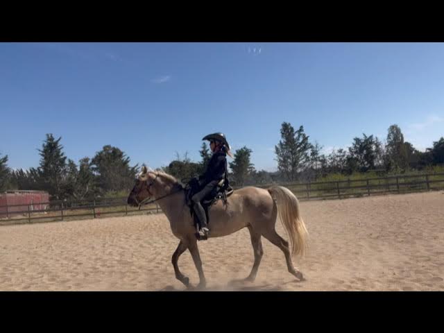 Rocky Mountain Horse for Sale - Gucci- Grulla - Gaited Horse