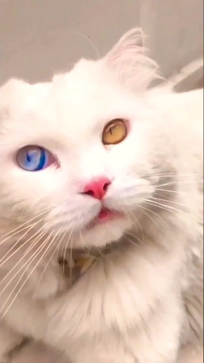 Turkish angora cat amazing beautiful eyes |#cateyes |#shortsvideo