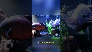 Crazy Cichlid Mix: Unexpected Tank Residents!