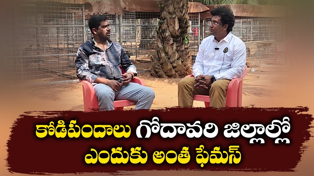 Singavaram Chandu Gari Farm | Part 1 I Best Sankarthi kodi Pandalu team | best roosters in india