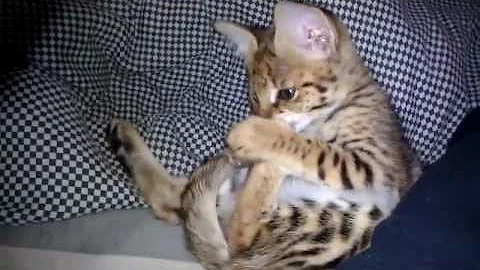 Video 1006531: f1 savannah kitten, grooming baby