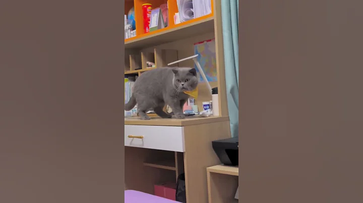 Video 9230931: cat cutecat pets funnycats, funnycat cat pet cute, cat pets cutecat funny, blue cute cat