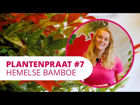 Video: Hemelse bamboesbessies en voëls: is Nandina-bessies giftig