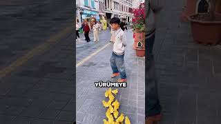 Sevimli Ördek Yavruları