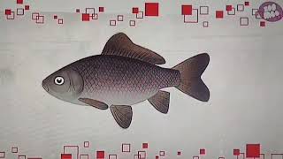Flash Peixes-Dourados