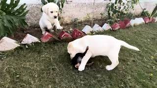 Labrador Top Quality puppy for Sale by Doggyz World 2,343 views 1 month ago 2 minutes, 43 seconds