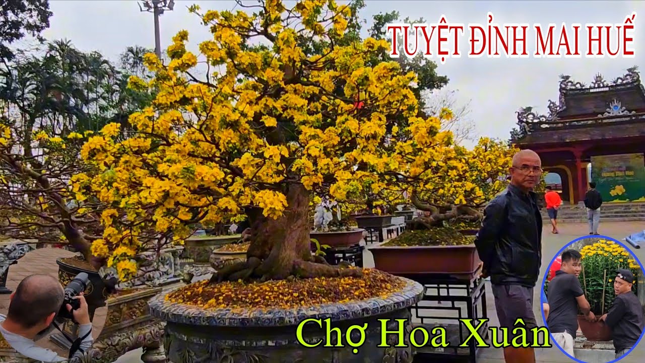 TUYỆT ĐỈNH HOÀNG MAI HUẾ PHIÊN BẢN FULL - CHỢ HOA XUÂN HUẾ TRƯỚC THÀNH NỘI CHUẨN BỊ KHAI XUÂN 