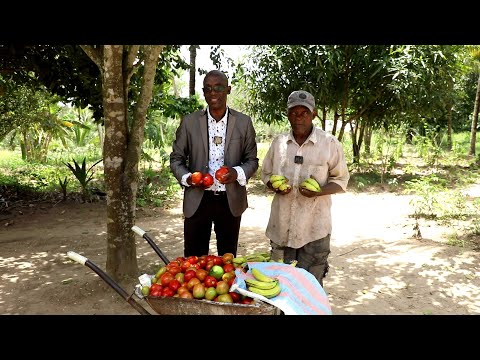 BEYOND DROUGHT: UNLOCKING KWALE COUNTY'S RAIN-FED MIXED CROP SUCCESS STORIES: