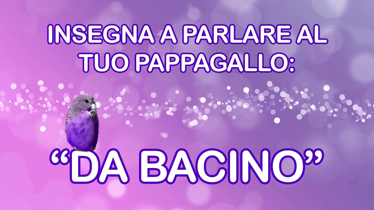 Insegna a parlare al tuo pappagallino - "Da bacino"