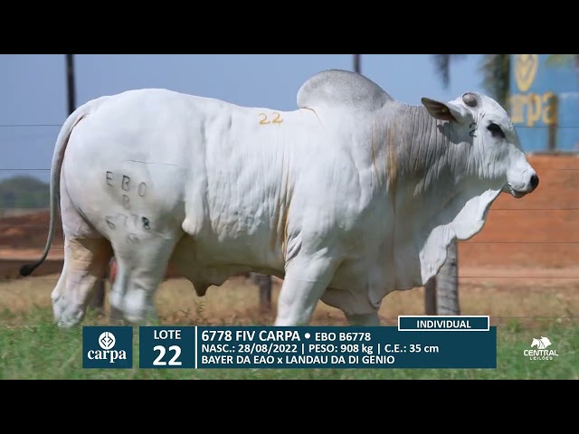 46º Mega Leilão Anual Carpa | LOTE 22