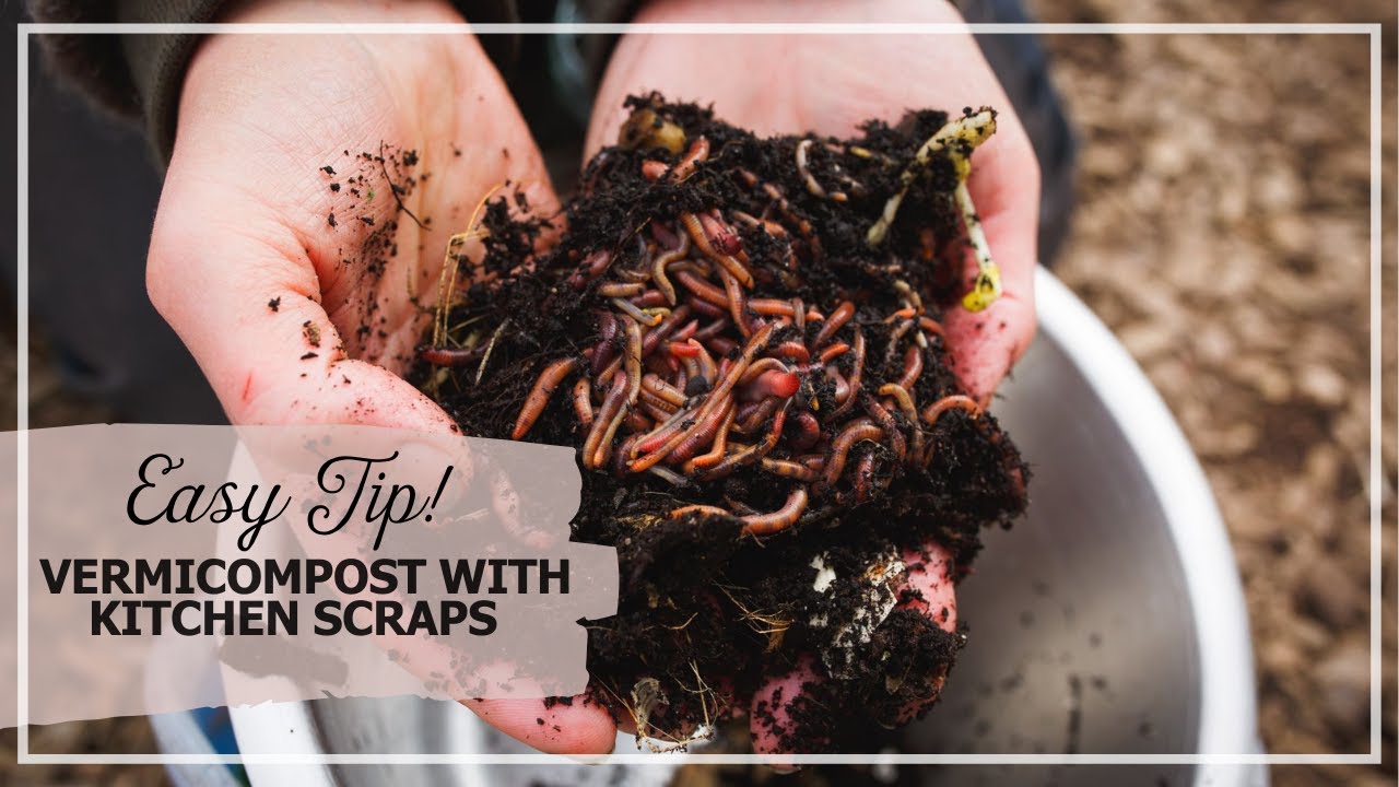 Easy DIY with Kitchen Scraps YouTube