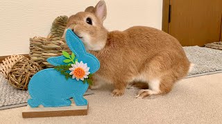 A rabbit rubbing on toys | Happy Easter