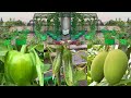 Overview of my rooftop fruits and vegetable garden  terrace garden tour