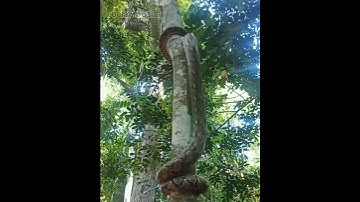 Big Python Climbs Tree Using A Unique Way Video Goes Viral #shorts #viral #Satyamtv #SatyamtvOdia