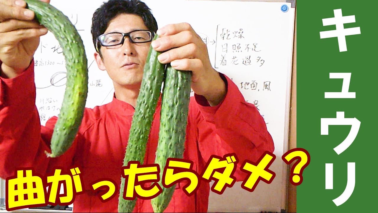 分析 キュウリの育て方 栽培における最大の問題 曲がり果を減らすには を追求する Youtube