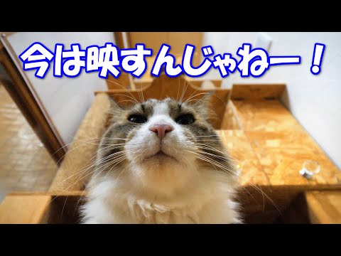 猫部屋に入ったタイミングが悪すぎて、猫達のマル秘シーンを撮影してしまいました‥