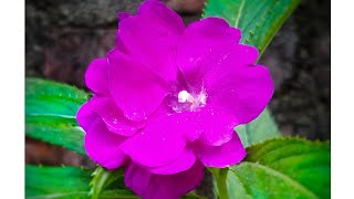 My First Video  Edit Photo Flowers🌸🌼 edit app-- Snapseed screenshot 4