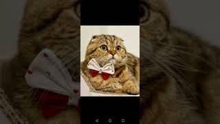 EVDE KEDİ ÇİFTLEŞTİRME (SCOTTİSH FOLD, BRİTİSH SHORTHAİR) SÜPRİZ SONLU