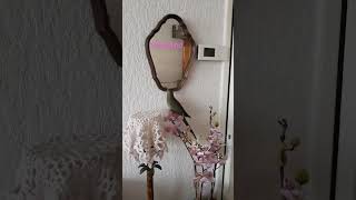 My Baby De Verveine Ma Première Ptite Perruche Le Cadeau De Mon Cœur