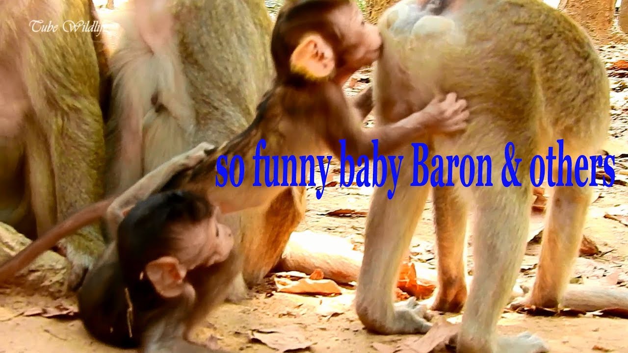 What;s fun of baby monkey Baron playing with others/ Baron baby is so handsome & funny playing.