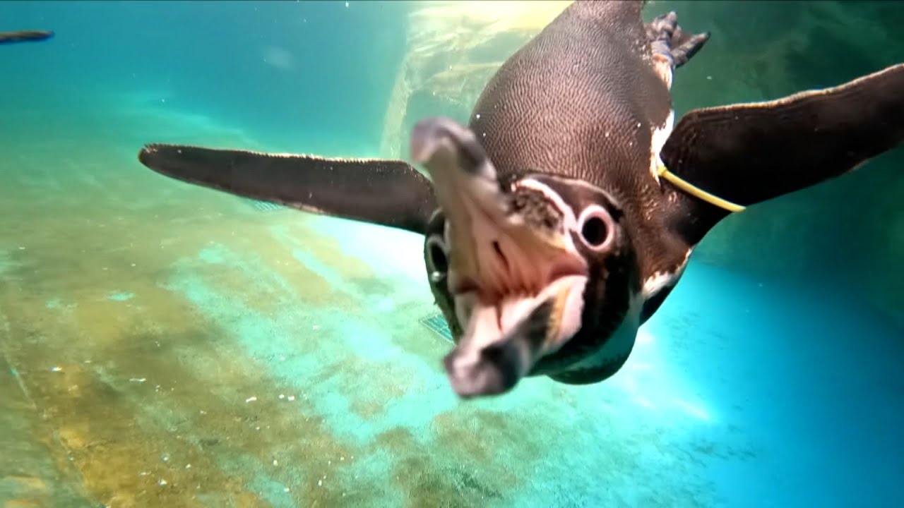 ペンギンの長崎方式とジンベエザメのかごしま方式って？～水族館のお