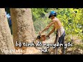 Vua Khỉ cưa hàng chục cây Dầu ở Trà Vinh và kĩ thuật hạ gốc" Phần 1"