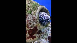 Аквариумные морские рыбки Еленино море