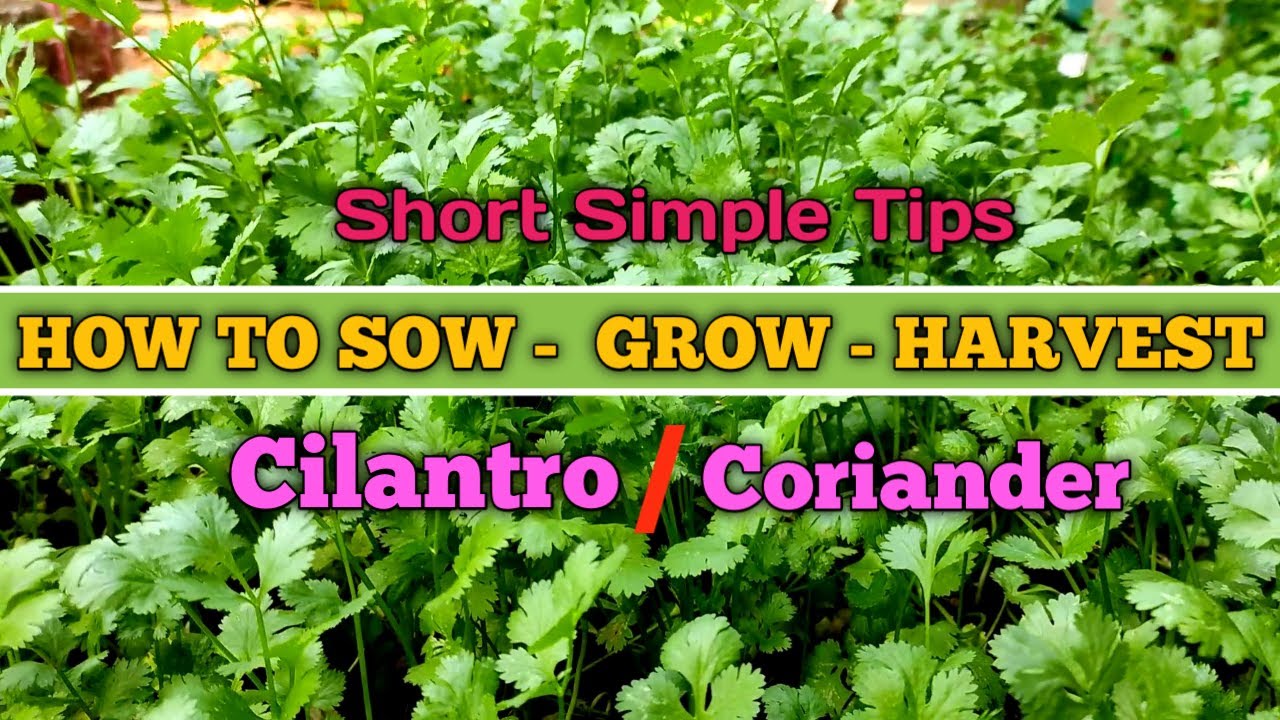 coriander planting at home how to grow coriander at home YouTube