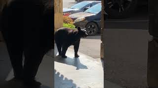 Hotel Chef Surprised by Black Bear at Kitchen Door