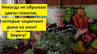 Рассада томатов зацвела дома на окне! Что делать? Нужно ли обрывать первые цветы? Как высаживать?