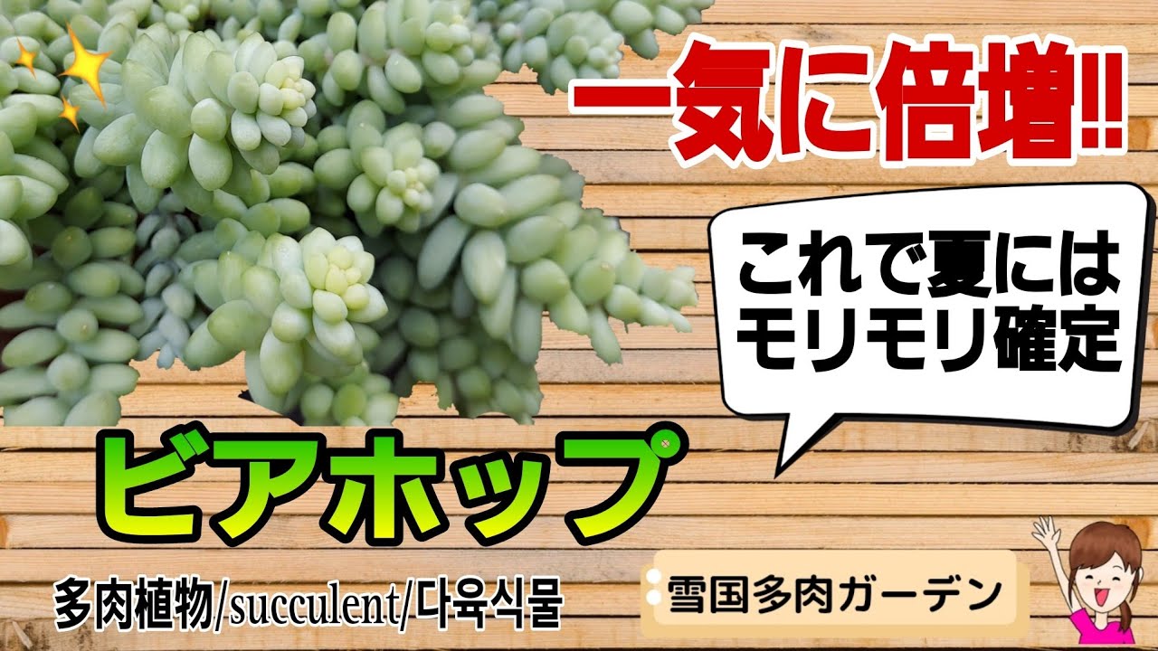 一気に倍増！ビアホップ仕立て直し/これで夏にはモリモリ確定😁 2025年