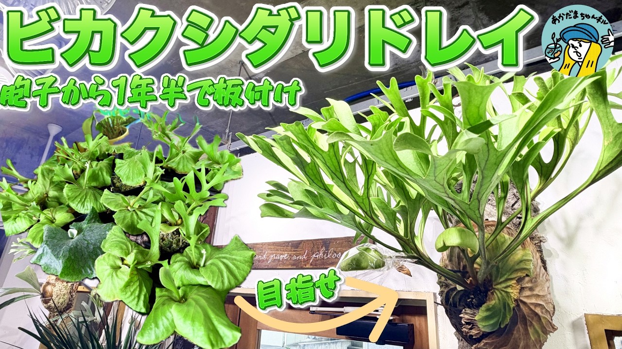 Staghorn Fern] Let's Mount the Popular Platycerium Ridleyi (A