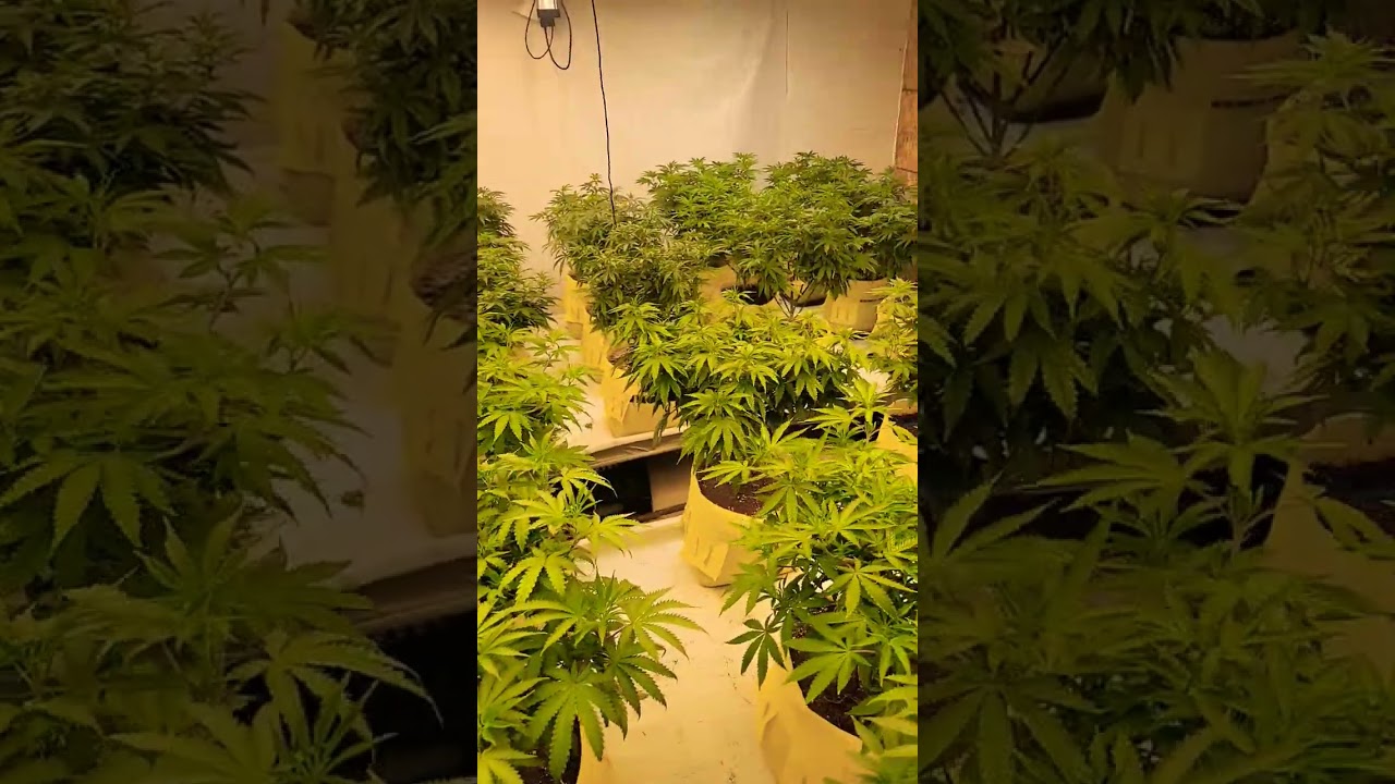 just a question. lookin for any answers!!!