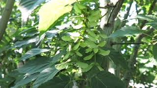 Acer davidii ssp. grosseri javor hrubý