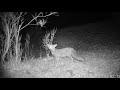 Fototrampeo &quot;trailcam&quot; de zorro &quot;fox&quot; (vulpes vulpes) en el Parque Natural Sierra Norte de Sevilla