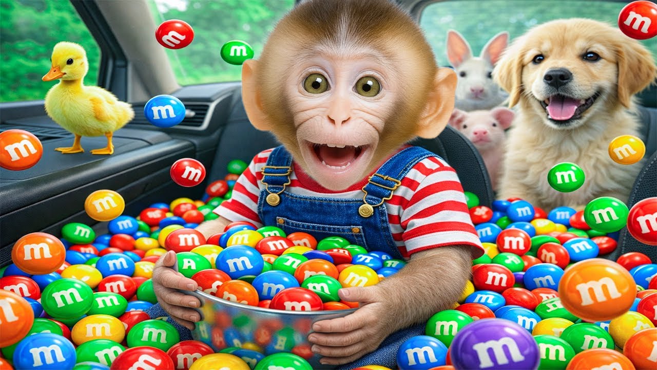 Mono Cherry conduce feliz el tractor para cosechar calabazas de muchos colores junto con el patito.