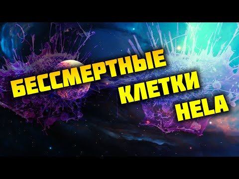 Бессмертные клетки HELA или вечная новая жизнь, как подарок человечеству!
