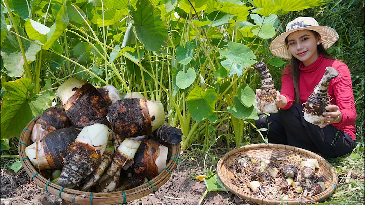 Dig taro in my countryside and cook food recipe - Polin lifestyle - DayDayNews