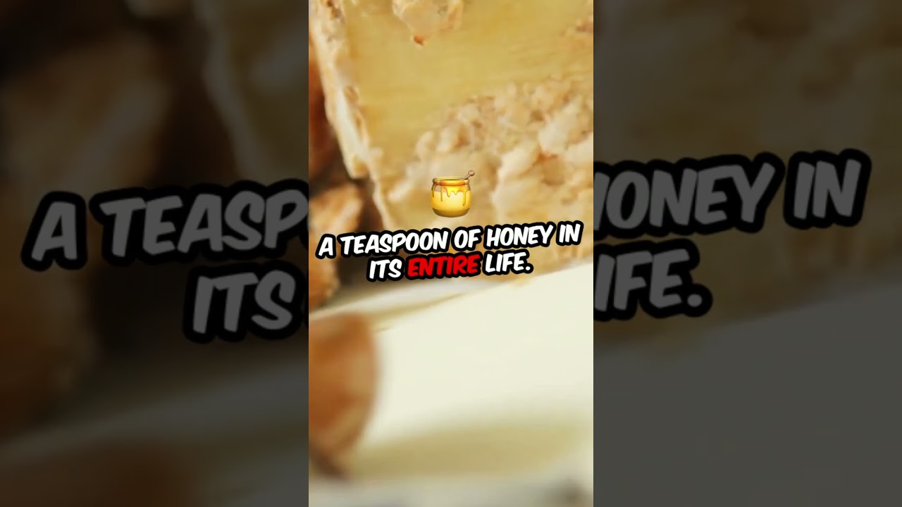 The Sweet Effort Behind Honey! 