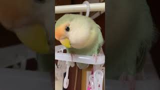 コザクラインコの鳴き声