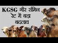 KGSG के गीर नंदियों के सीमेन रेट में बड़ा बदलाव !