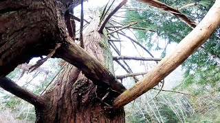 Solo Tips - Taking Down a Large Cedar Solo