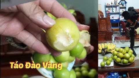 ĂN TÁO ĐÀO VÀNG VÀ THĂM VƯỜN TÁO ĐÀO VÀNG LẠI ĐẬU QUẢ SAI TRĨU I NÚI ĐỒI LỤC NGẠN