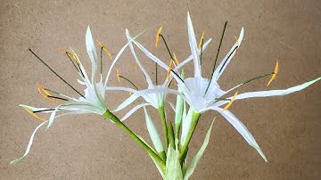 ABC TV | How To Make Hymenocallis Speciosa Paper Flower From Crepe Paper - Craft Tutorial