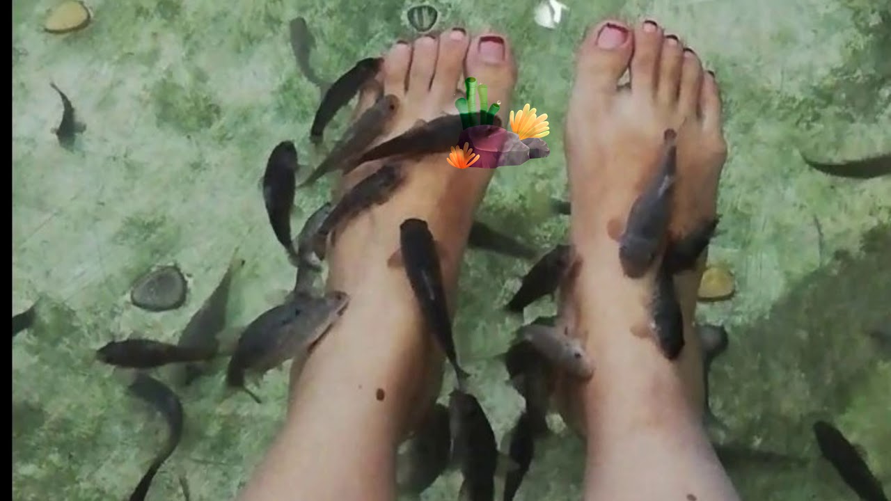 Dr. Fish Spa YouTube