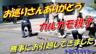 お巡りさんありがとう カルガモ親子 無事にお引越しできました ♯033【モトブログ】ナミヘイライダー